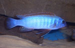 Labeotropheus_trewavasae