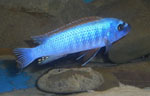 Labeotropheus_trewavasae