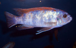 Labeotropheus_trewavasae