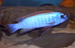 Labeotropheus_trewavasae