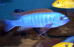 Labeotropheus_trewavasae