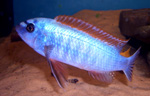 Labeotropheus_trewavasae