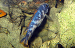 Labeotropheus_trewavasae