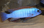 Labeotropheus_trewavasae