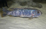 Labeotropheus_trewavasae