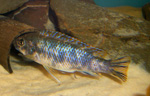 Labeotropheus_trewavasae