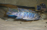 Labeotropheus_trewavasae