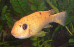 Labeotropheus_trewavasae