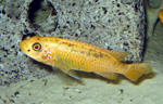 Labeotropheus_trewavasae