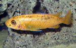 Labeotropheus_trewavasae