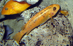 Labeotropheus_trewavasae