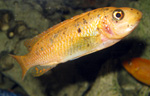 Labeotropheus_trewavasae