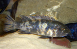 Labeotropheus_trewavasae