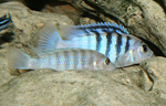 Labidochromis chisumulae