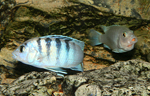 Labidochromis chisumulae