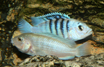 Labidochromis chisumulae