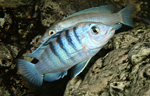 Labidochromis chisumulae