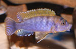 Labidochromis hongi Red Top