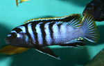 Labidochromis Red Top Mbamba Bay