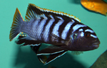 Labidochromis Red Top Mbamba Bay