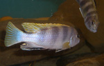 Labidochromis Perlmutt