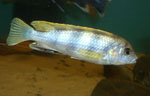 Labidochromis Perlmutt