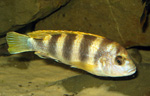 Labidochromis Perlmutt