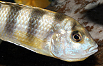 Labidochromis Perlmutt