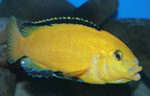 Labidochromis caeruleus yellow