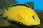 Labidochromis caeruleus yellow