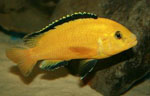 Labidochromis caeruleus yellow