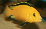 Labidochromis caeruleus yellow