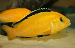 Labidochromis caeruleus yellow