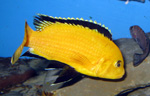 Labidochromis caeruleus yellow