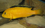 Labidochromis caeruleus yellow