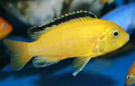 Labidochromis caeruleus yellows