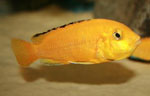 Labidochromis caeruleus yellow