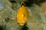 Labidochromis caeruleus yellow