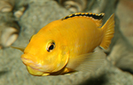 Labidochromis caeruleus yellow