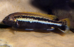 Melanochromis Auratus