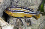 Melanochromis Auratus