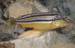 Melanochromis Auratus