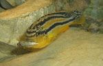 Melanochromis Auratus