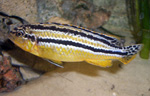 Melanochromis Auratus