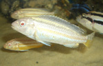 Melanochromis Auratus albino