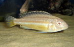 Melanochromis Auratus albino