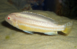 Melanochromis Auratus albino