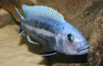 Melanochromis chipokae Chidunga Rocks