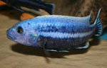 Melanochromis chipokae Chidunga Rocks