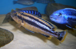 Melanochromis chipokae Chidunga Rocks